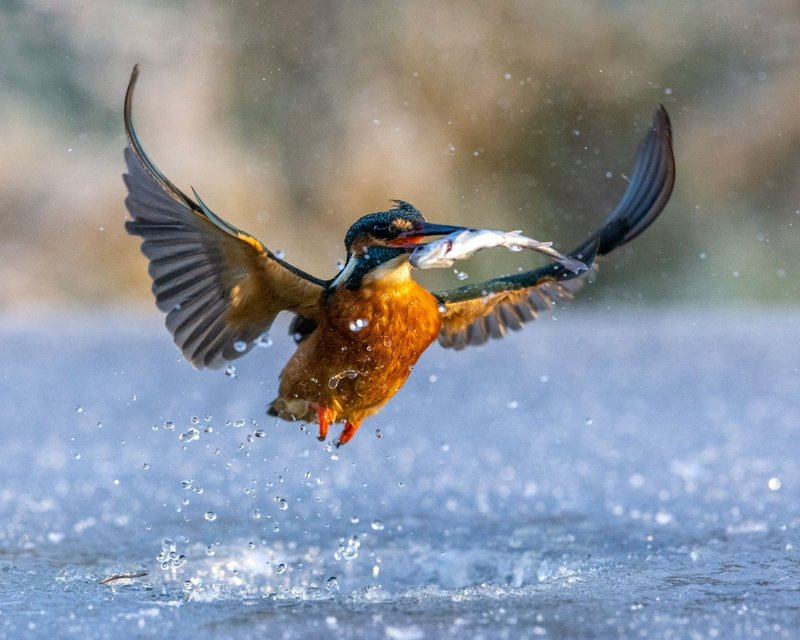 Ice fishing live, ice fishing game online